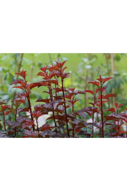 Physocarpus opulifolius `Diable d`Or Mindia`